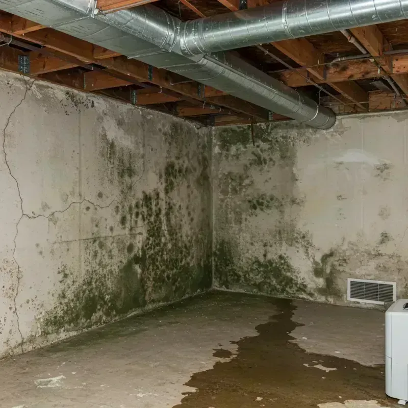 Professional Mold Removal in Chattanooga, TN